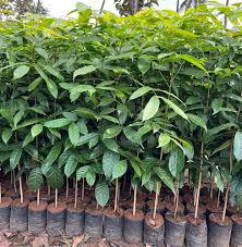 Mahogany Plants